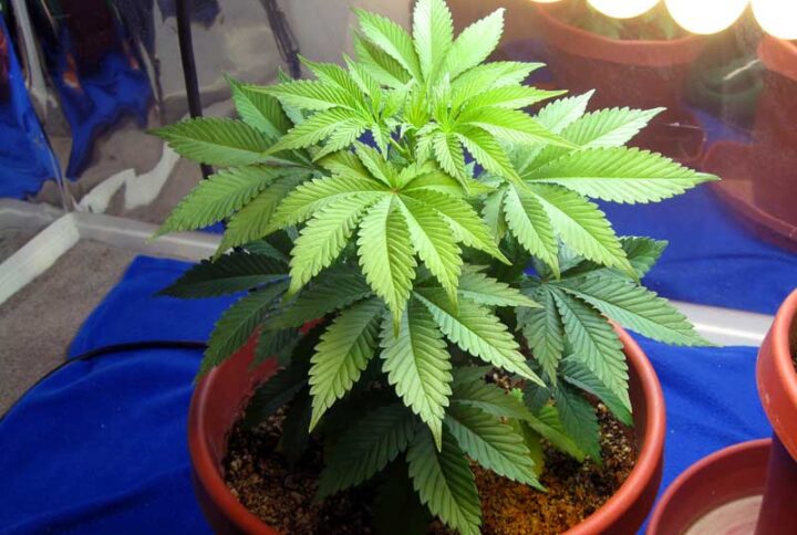 How to Grow Cannabis in Coco Coir