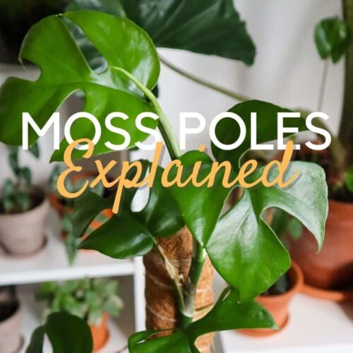 How (& Why) you should use a moss pole for plants?