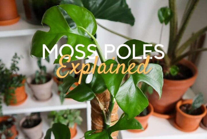 How (& Why) you should use a moss pole for plants?