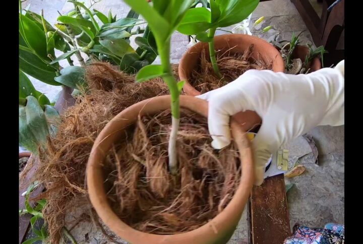 Planting on coconut husk