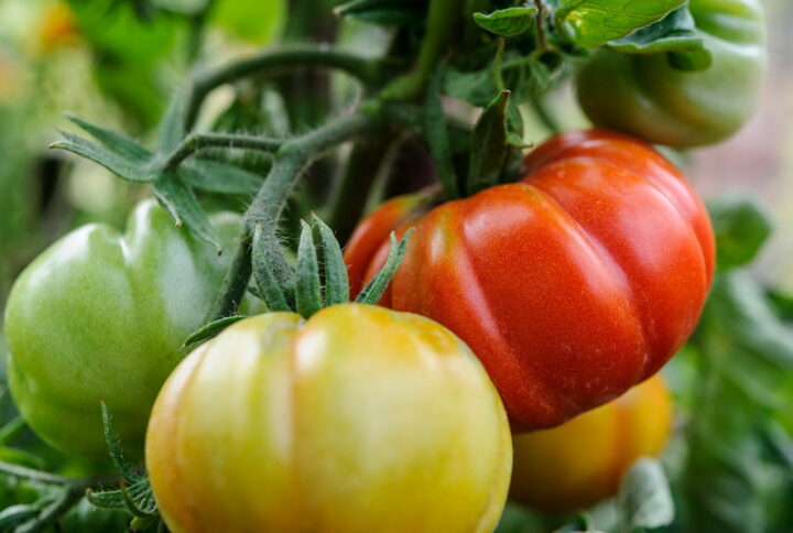 Secret to tomato success: Coir